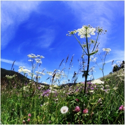 essais fleuris (2)