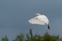 Les ailes d'Icare