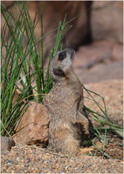 Photo d’inscription N°4 - suricate 1.jpg