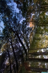Anamorphose dans les bois