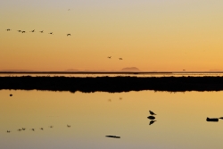 Tout l'or de la Camargue