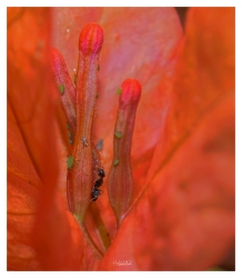 Au coeur de la fleur