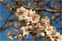 Futures amandes