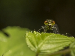 Face à face avec une petite nymphe