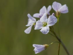 La cardamine dans toute sa beauté
