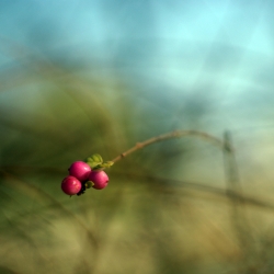 Emerger