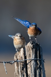 Beau couple