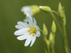Fleur de printemps