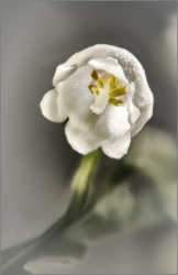 Clochette de muguet