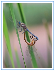 Libellules