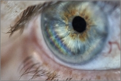 L'oeil