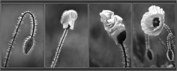 Coquelicots