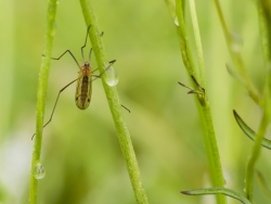 Insecte à l'échelle