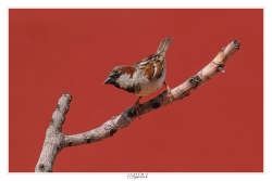 Moineau