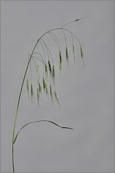 Graminée