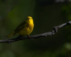 Paruline jaune.