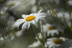 Ballet de marguerite