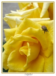 Une rose jaune