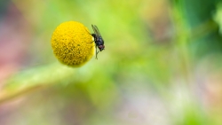Petite planète