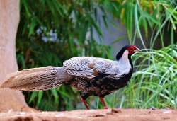 Poule colorée