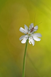 La croqueuse de coeurs