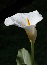 Fleur d'arum après la pluie
