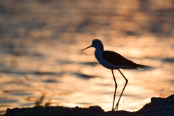 Echasse blanche en contre jour .