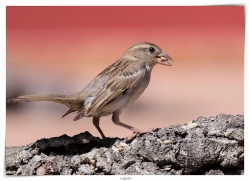 Moineau