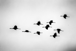 L'ezscadrille