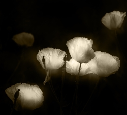 Coquelicots blancs