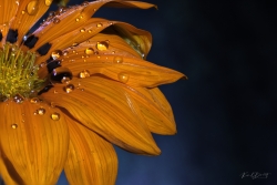 Florale