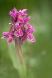 Orchis sureau