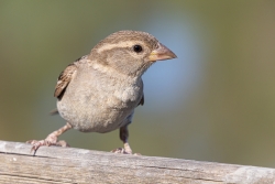 Moineau domestique