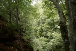 Forêt en Auvergne