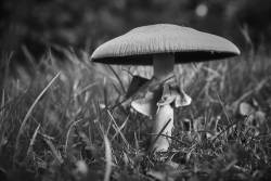 Agaric champêtre série