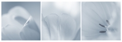 Autour d'une tulipe