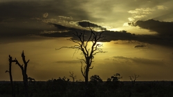 Afrique, quand tu nous tiens