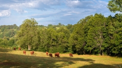 Quiétude dans la campagne cantalienne