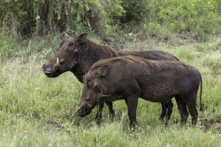 Pumbaa en balade avec sa dulcinée