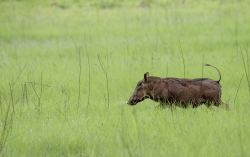 Rdv avec Pumbaa