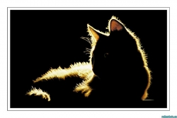 Le chat