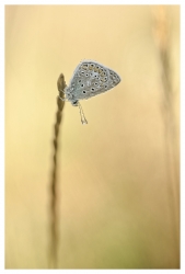 Drops #1
