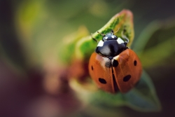 imago