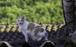 Chat de gouttière