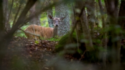 Une biche ... faute de mieux