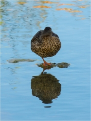 Connaissez-vous la boule-d'eau ?