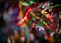 Photo d’inscription N°2 - DSD03350web-2.jpg
