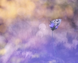 Un matin de printemps