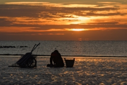 Le pêcheur de crevettes grises