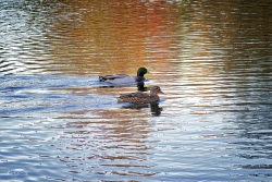 La ballade des canards